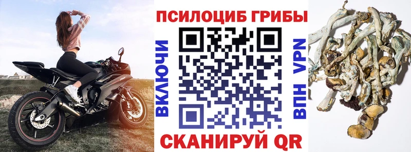 продажа наркотиков  Каменка  Псилоцибиновые грибы Magic Shrooms 